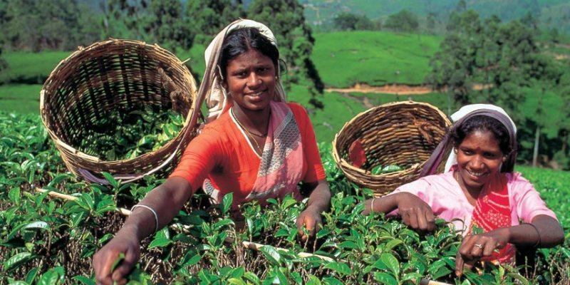 Tea pickers in Sri Lanka.