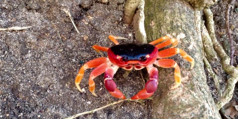 A red land crab© Rhonda Carrier