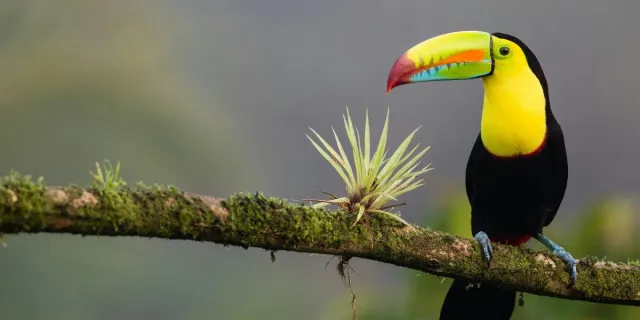 A toucan in Costa Rica. [copyright] © Zdenek Machacek/Unsplash.[/copyright]