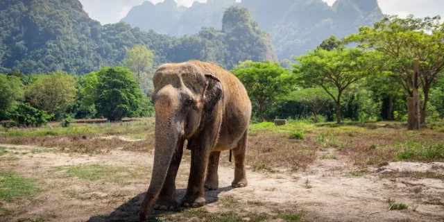 An elephant at Elephant Hills in Thailand.