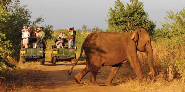 Elephants at Yala National Park.